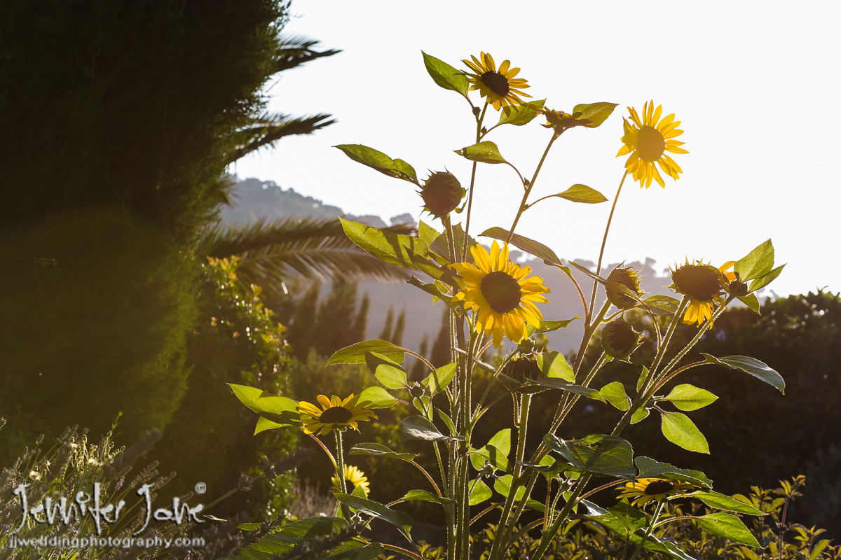 rachelandmartin_jjweddingphotography_com