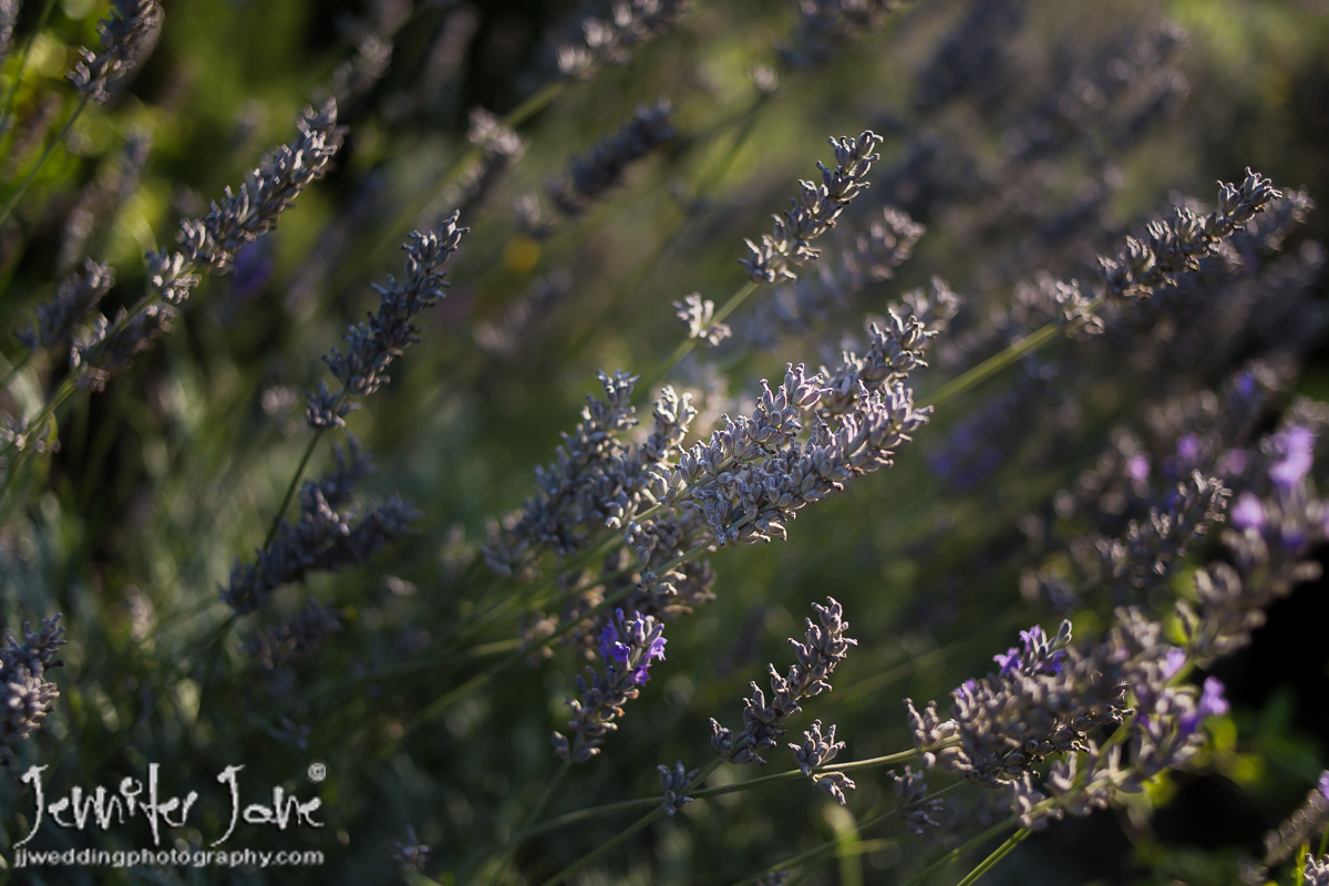 rachelandmartin_jjweddingphotography_com