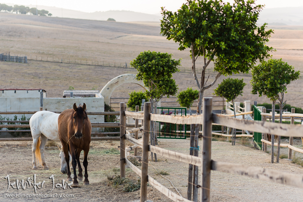 rachelandmartin_jjweddingphotography_com