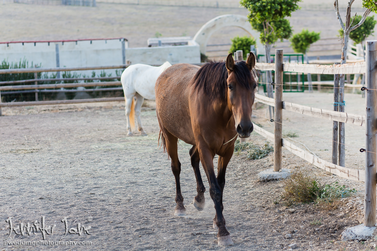 rachelandmartin_jjweddingphotography_com